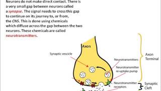 AQA Psychology Biopsychology AS [upl. by Minoru853]