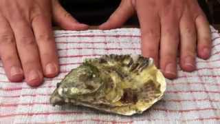 How to shuck an oyster with a screwdriver [upl. by Lejeune]