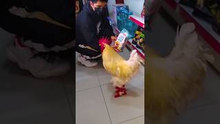 Cosas que le gusta a un gallo Mascota gallos mascotas pets rooster [upl. by Arimak]