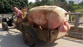 WOW Amazing Biggest Pig in The World  New Agriculture Technologies [upl. by Osy]