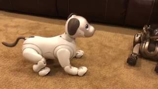 Aibo ERS1000 Singing to Original Aibo [upl. by Asel522]