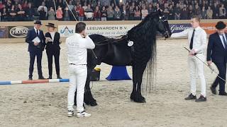 King👑 of the stallions JASPER 366 The one and only 😍 Friesian Horse [upl. by Diskin]