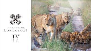 Teaser  Londolozi TV [upl. by Lanny616]