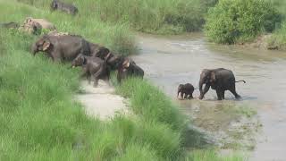 Bardiya national park tinkuna santosh tharu [upl. by Kancler]