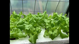 Hydroponic Lettuce Using Kratky Set It And Forget It Method [upl. by Aniuqaoj]