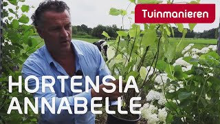 Hortensia Annabelle snoeien hoe doe je dat  Tuinmanieren [upl. by Nolrah163]