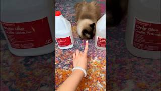 Letting MY CAT MAKE SLIME 🙀😨 [upl. by Seni]