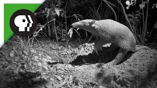 Scientists Capture Rare Footage of Giant Armadillo [upl. by Sivolc]