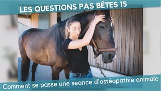 Comment se passe une séance dostéopathie animale  LQPB 15 [upl. by Mayram]