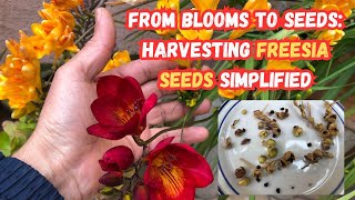 From Blooms to Seeds Harvesting Freesia Seeds Simplified 🌸freesia flowers gardeningtips garden [upl. by Aititil499]