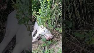 My Olde English Bulldogge Does This😟… [upl. by Eissak795]