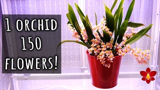 😲 SHOCKING amount of flowers Oncidium Tiny Twinkle Spotlight amp Care Tips [upl. by Chandler]