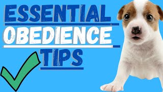 Jack Russell Terrier Training Obedience Training Socialization and Commands For Jack Russells [upl. by Euqinad]