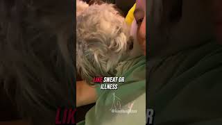 Dog sniffing dog pets shihtzu dogbehavior dogs fyp [upl. by Nnad37]