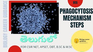 Phagocytosis  Steps  Mechanism  Full Explanation in Telugu [upl. by Nahn]