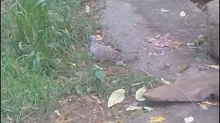 Beautiful dove amp Birds in rain  Sparrows  Birds food  Mountain Village trending viralvideo uk [upl. by Bhatt]