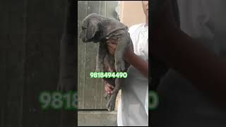 Neapolitan mastiff puppies available [upl. by Akiaki296]