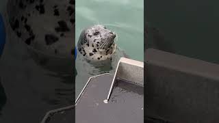 Alaska seal waiting for fish scraps [upl. by Schwartz422]