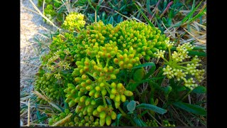 Crithmum maritimum on the rocks by the sea by Theo [upl. by Ulane]