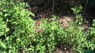 The Benefits of Mulching Tomatoes [upl. by Field]