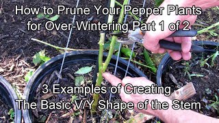 How to Prepare amp Prune Your Pepper Plants for OverWintering  Part 12 Examples of V or Y Pruning [upl. by Acile]