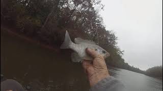 Escambia River mystic springs shell cracker fishing [upl. by Alaekim]