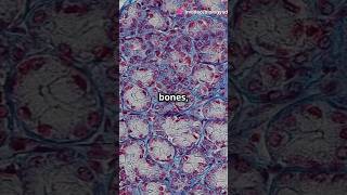 Protein Blocking Bone Growth Future Osteoporosis Treatment science bones osteoporosis ytshorts [upl. by Trueman337]