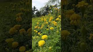 Jhola molo akhi hela 🥰🥰🥰🥰 music song flower shortsvideo [upl. by Hollenbeck]