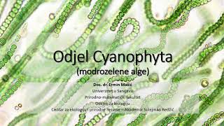 Cyanophyta Modrozelene alge [upl. by Bessy]