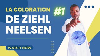 Introduction a la coloration de Ziehl Neelsen 1 [upl. by Akialam815]