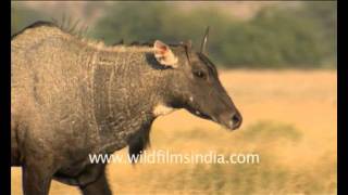 Nilgai in Rajasthan [upl. by Cross]