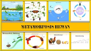 Metamorfosis Hewan [upl. by Haelat248]