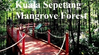 KUALA SEPETANG ECO TOURISM Matang Mangrove Forest [upl. by Viviyan]