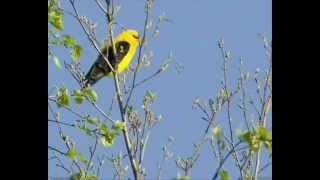 Volungė  Golden Oriole [upl. by Haneekas170]