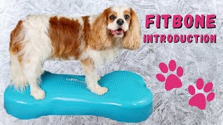 Dog Rehabilitation Physical Therapy Exercise  Cavalier Chiari Malformation Syringomyelia Treatment [upl. by Ayekim]