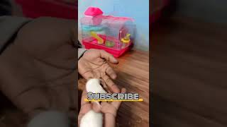 Hamster babies Growing Up  Day 1 To 30  Moments hamsterkombat petvlog minivlog hamsters [upl. by Neukam227]