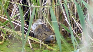 Junge Wasserralle Rallus aquaticus [upl. by Ryann]