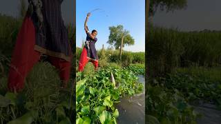 Lady Catch Dangerous Fish With Hook  village Fishing sikol Fishing fishingmethods hookfishtrap [upl. by Peskoff]