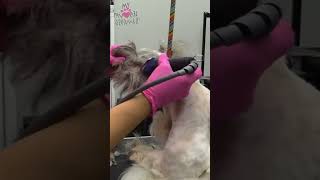 Best way to trim a dogs matted head [upl. by Swee]