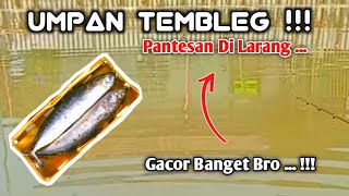 UMPAN IKAN MAS LARANGAN  JANGAN DI PAKAI [upl. by Sascha]