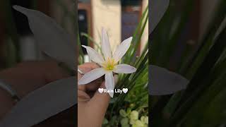 Soft petals strong roots—rain lilies 🌸 rainlilyflower flowers floweringplant nature garden [upl. by Mendy]