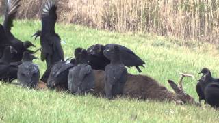 Black Vultures in Connecticut [upl. by Kally990]