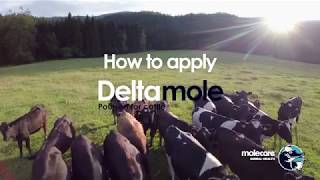 How To Apply Deltamole  Fly control Pour On For Cattle from Molecare [upl. by Casta]