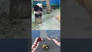 pandas timing is bit off panda falling in a funny way funnypanda clumsypanda shortsadoptme [upl. by Jablon]