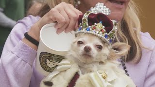 Krewe of Barkus and other to roll Sunday [upl. by Lucania]