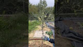 Pruning and Harvesting Olive Tree🌱🫒 [upl. by Analaj410]