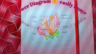 How to drawParts of Flower 🌸 diagram very easy way step by step [upl. by Yemerej]