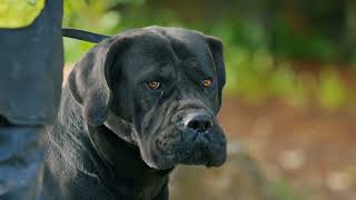 Obedience Work Boerboels Presa Canario and German Shepherds [upl. by Emil833]