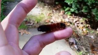 Banded Woolly Bear Caterpillar Pyrrharctia isabella [upl. by Adnoval834]