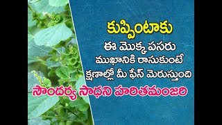 Kuppintaku uses in telugu  kuppintaku plant  Acalypha indica uses in telugu  కుప్పింటాకు [upl. by Yekcim]